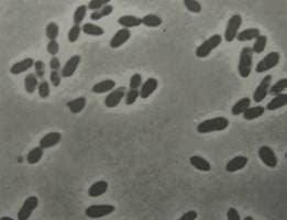 rhodobacter