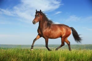 Jeśli nie jest się koniem chorym na astmę, lepiej unikać klenbuterolu