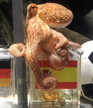Ośmiornica Paul zrobiła furorę podczas mundialu