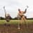Ben Shires
